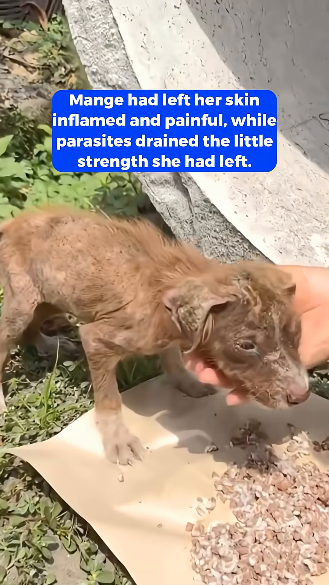 A person gently holding the weak puppy, offering comfort.