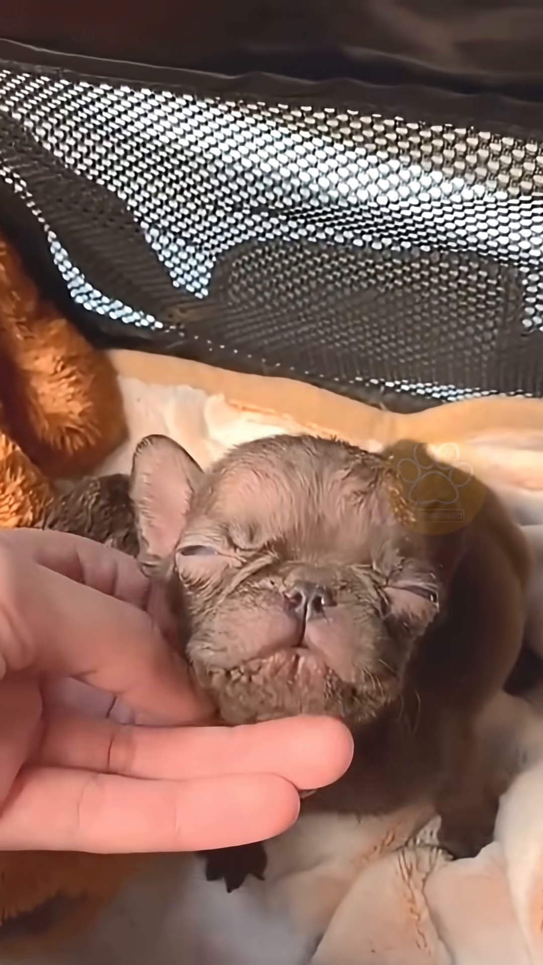 A hand gently strokes the puppy's head as he rests, showing signs of improvement.