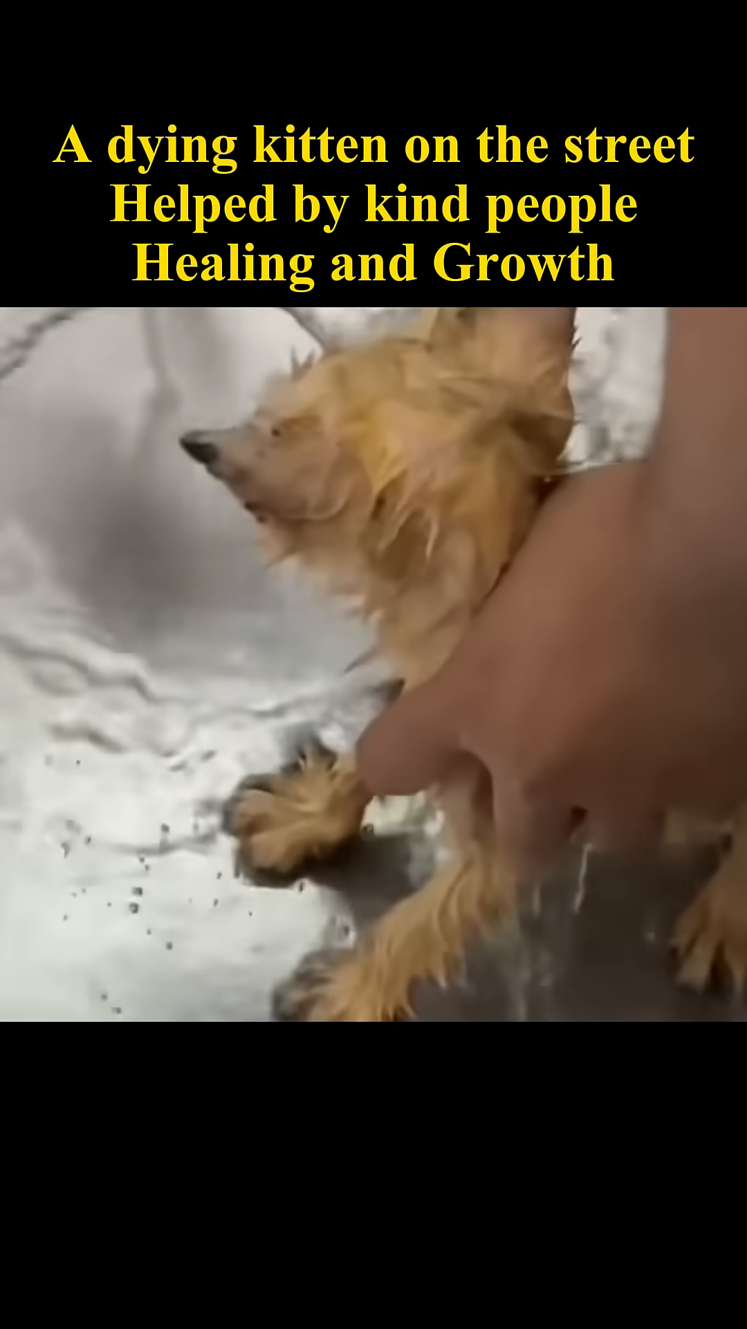 A wet kitten is being gently held and dried after a bath.