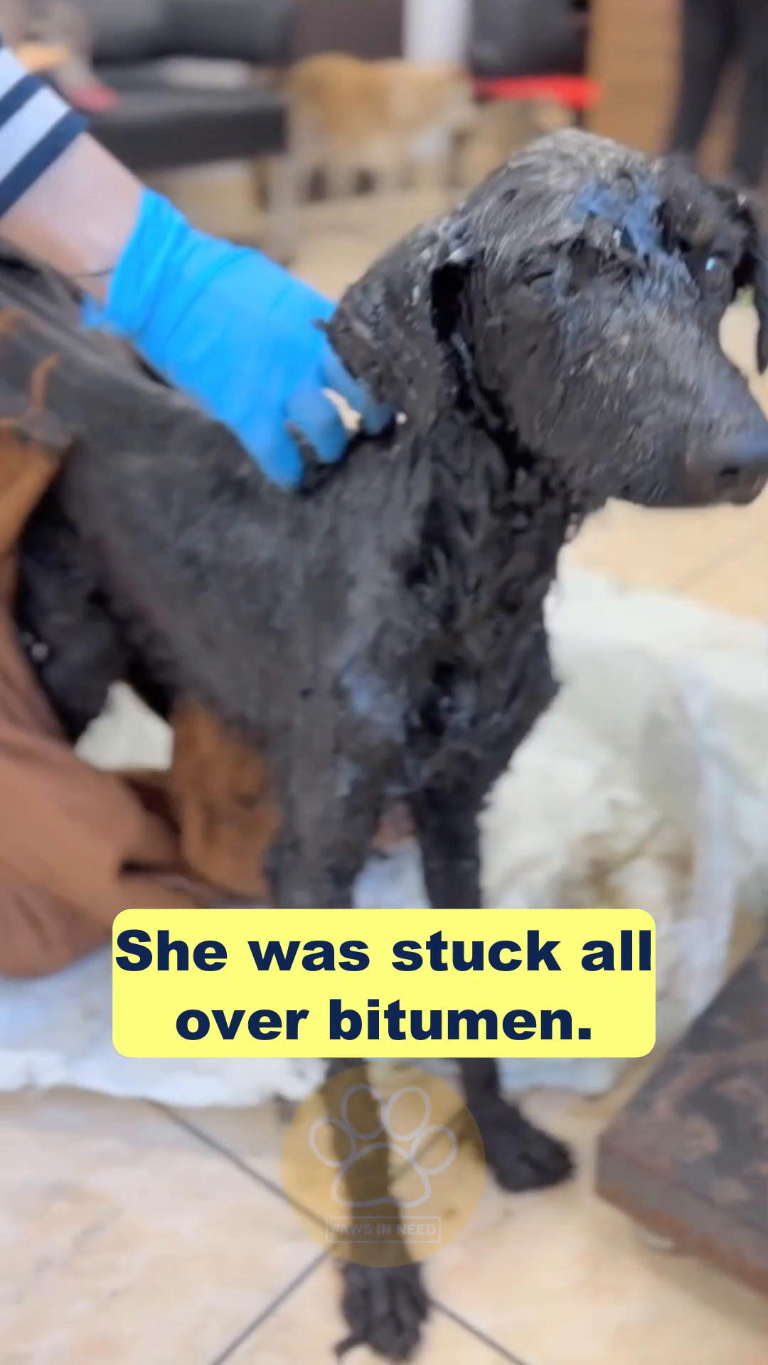 A close-up of the puppy's face, showing a swollen eye and ear, conveying her pain and distress.