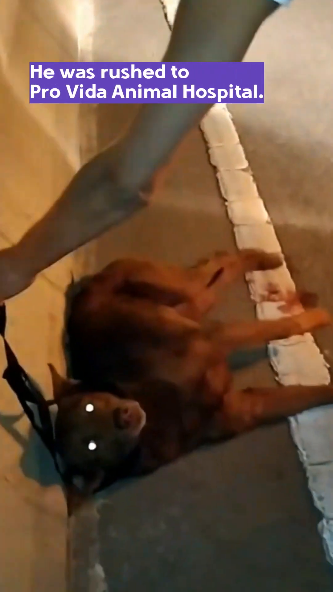A dog is being carefully handled by a person, likely being transported for medical care.