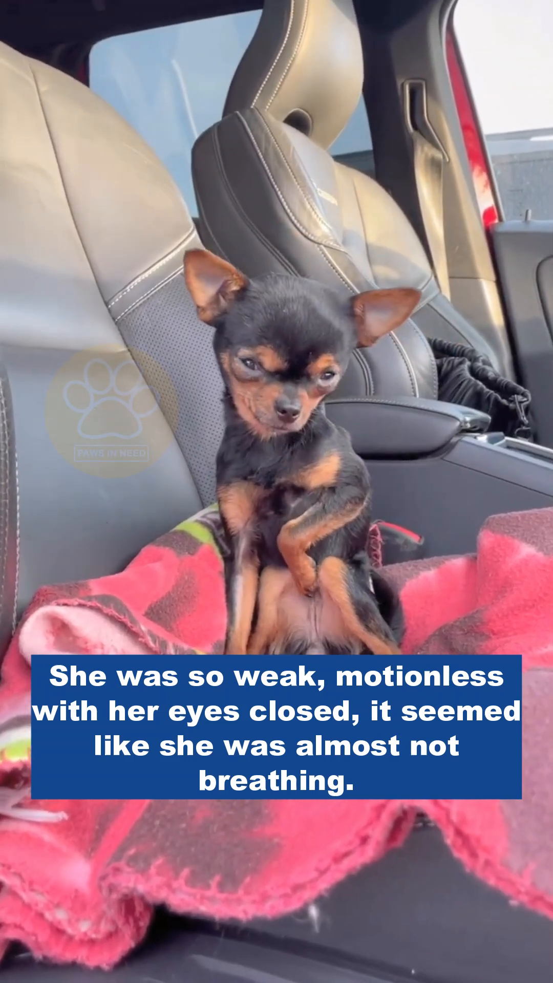 A small black and tan chihuahua sits on a pink blanket inside a car, appearing weak and listless.
