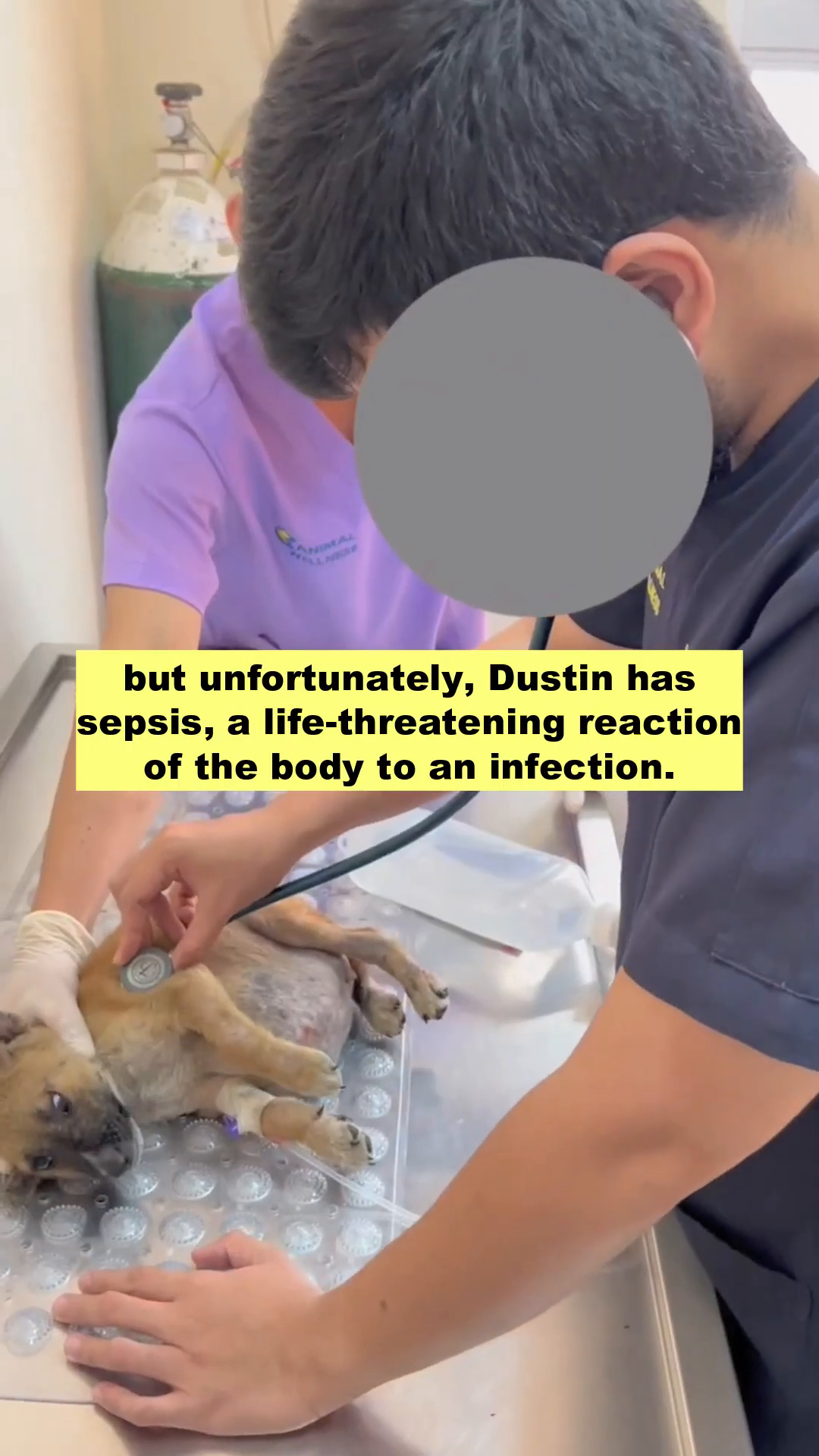 Veterinarians examining a small puppy lying on a metal table, one using a stethoscope.