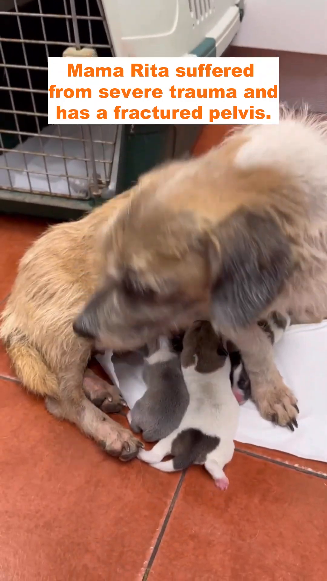 Mama Rita is given a gentle bath at the shelter, showing her thin frame and signs of distress.