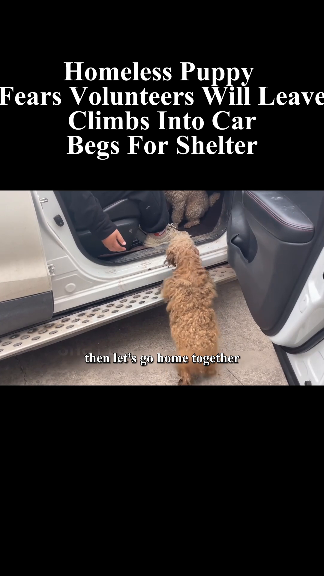 A person gently petting the puppy inside the car, offering comfort.