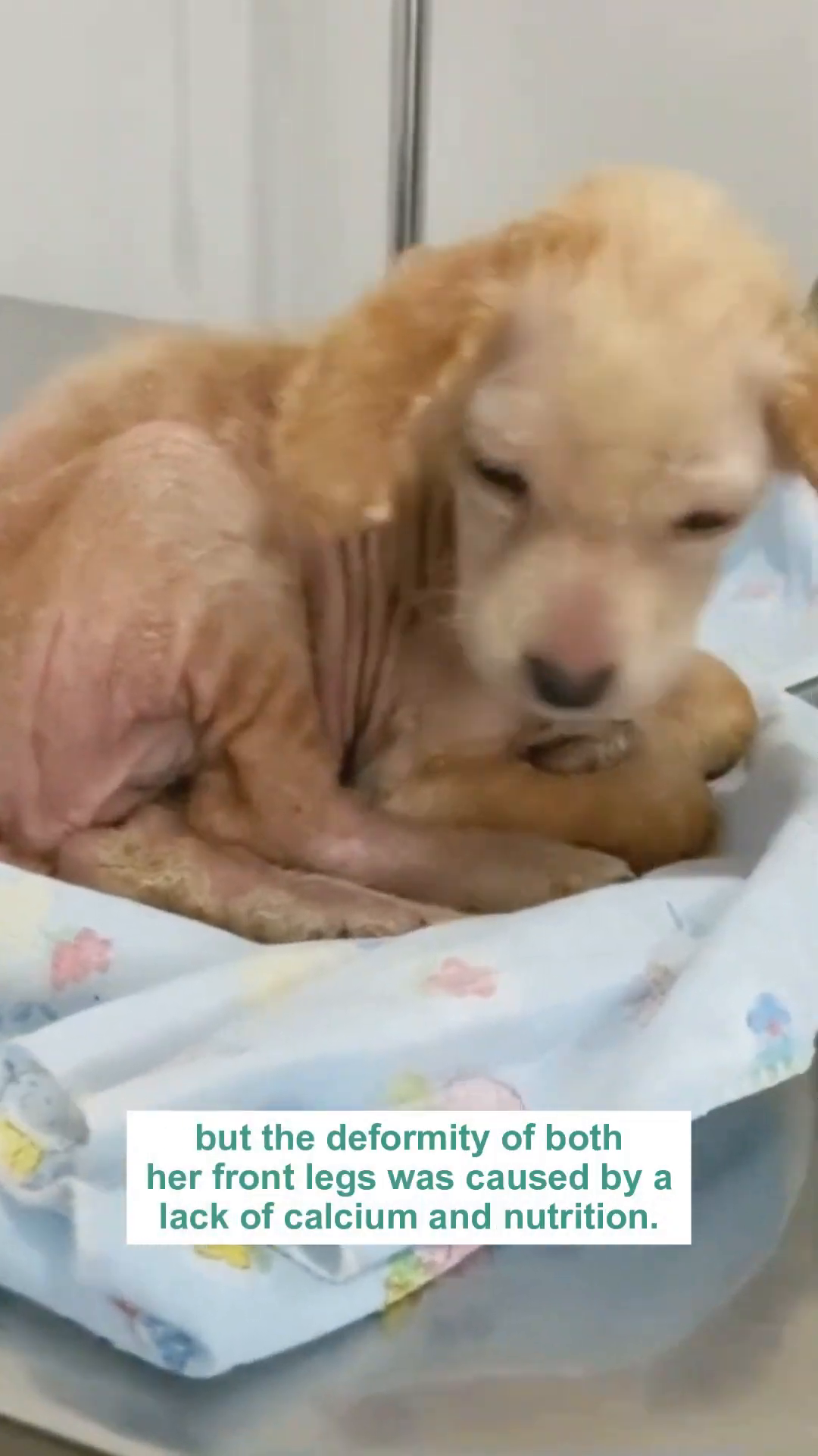 Ayla lies on a blanket, her deformed front legs clearly visible.