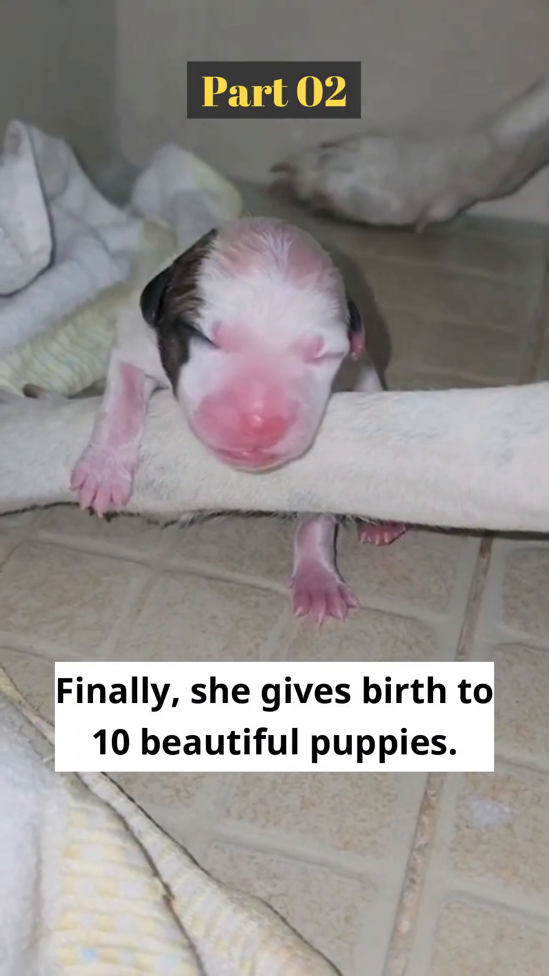 A close-up of a newborn puppy, pink and fragile.