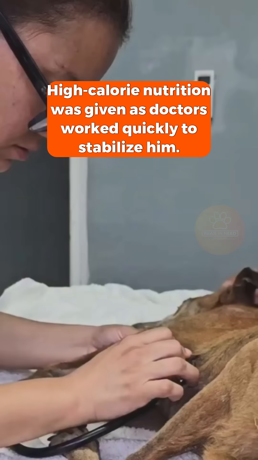 A close-up of the dog's face as a veterinarian examines its eye with a cotton swab.