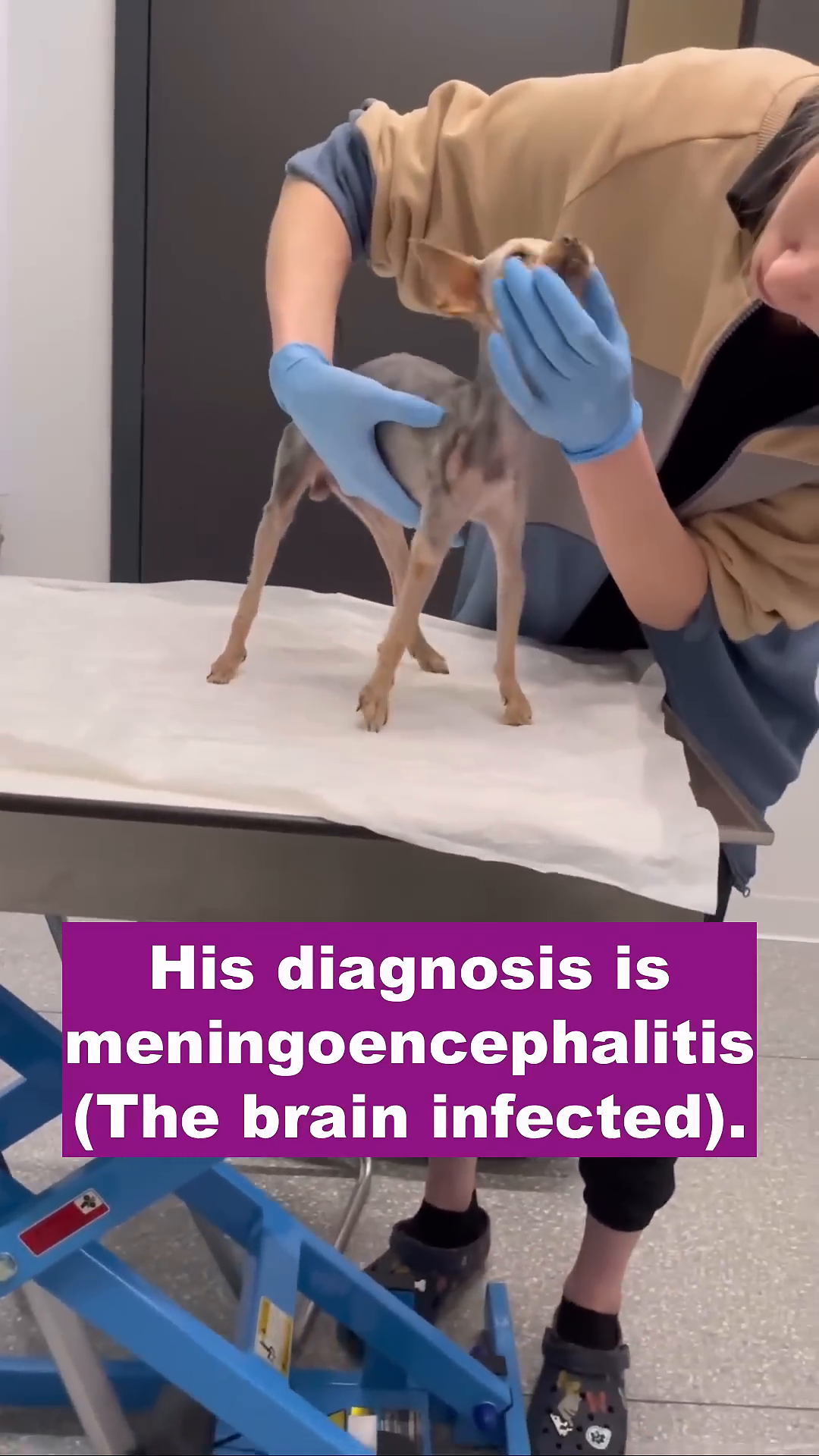 A veterinarian gently examines the dog's head, with text overlay about the diagnosis.