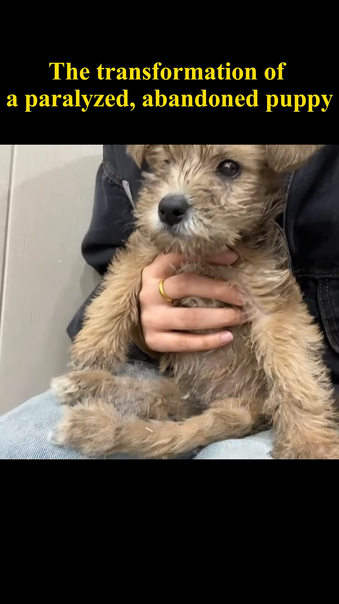 The puppy eagerly drinks milk from a bowl, its body appearing frail.