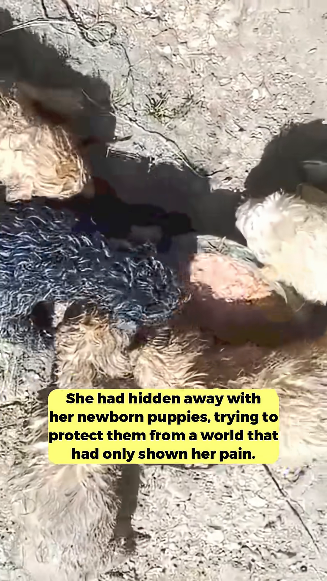 A mother dog, weak and frail, nudges her tiny, wet puppies towards her. One puppy is black, the others are light brown.