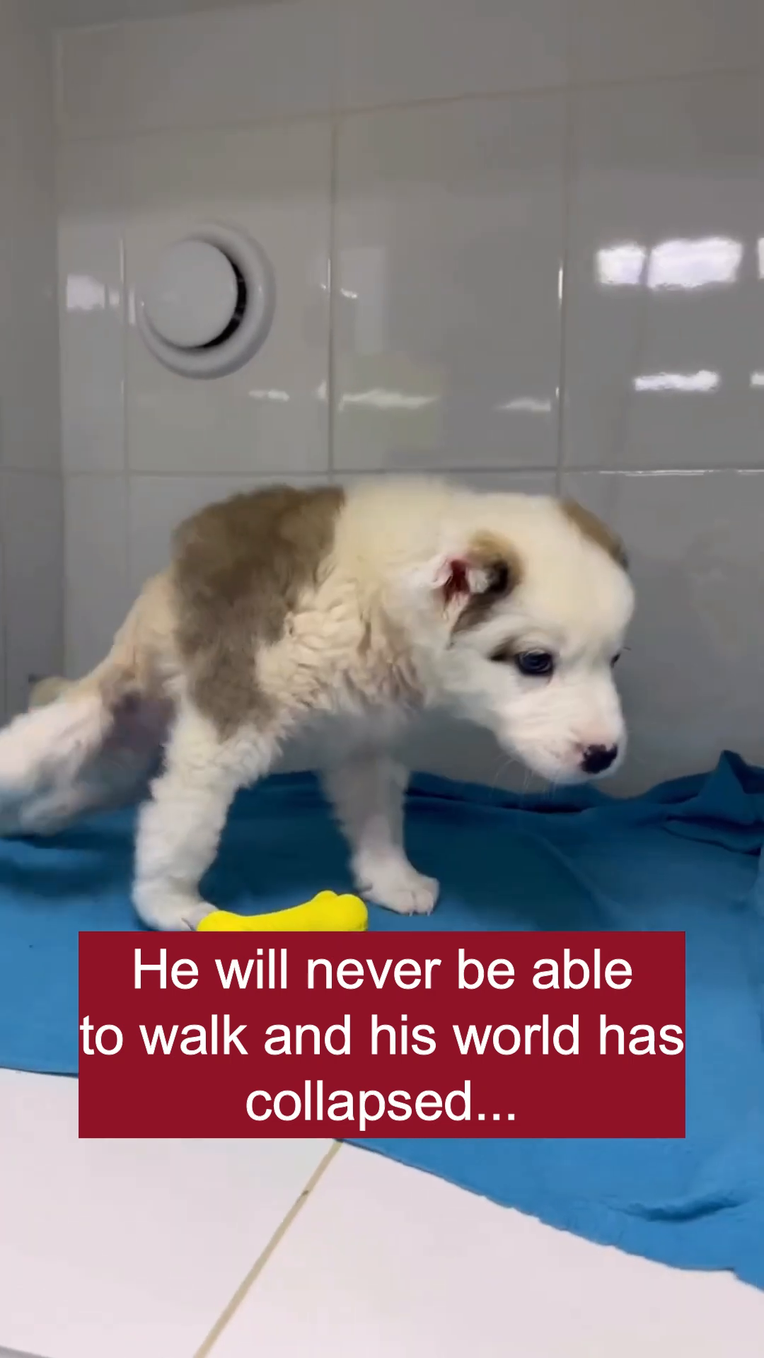 A young puppy lies on its side, looking weak and unable to stand.