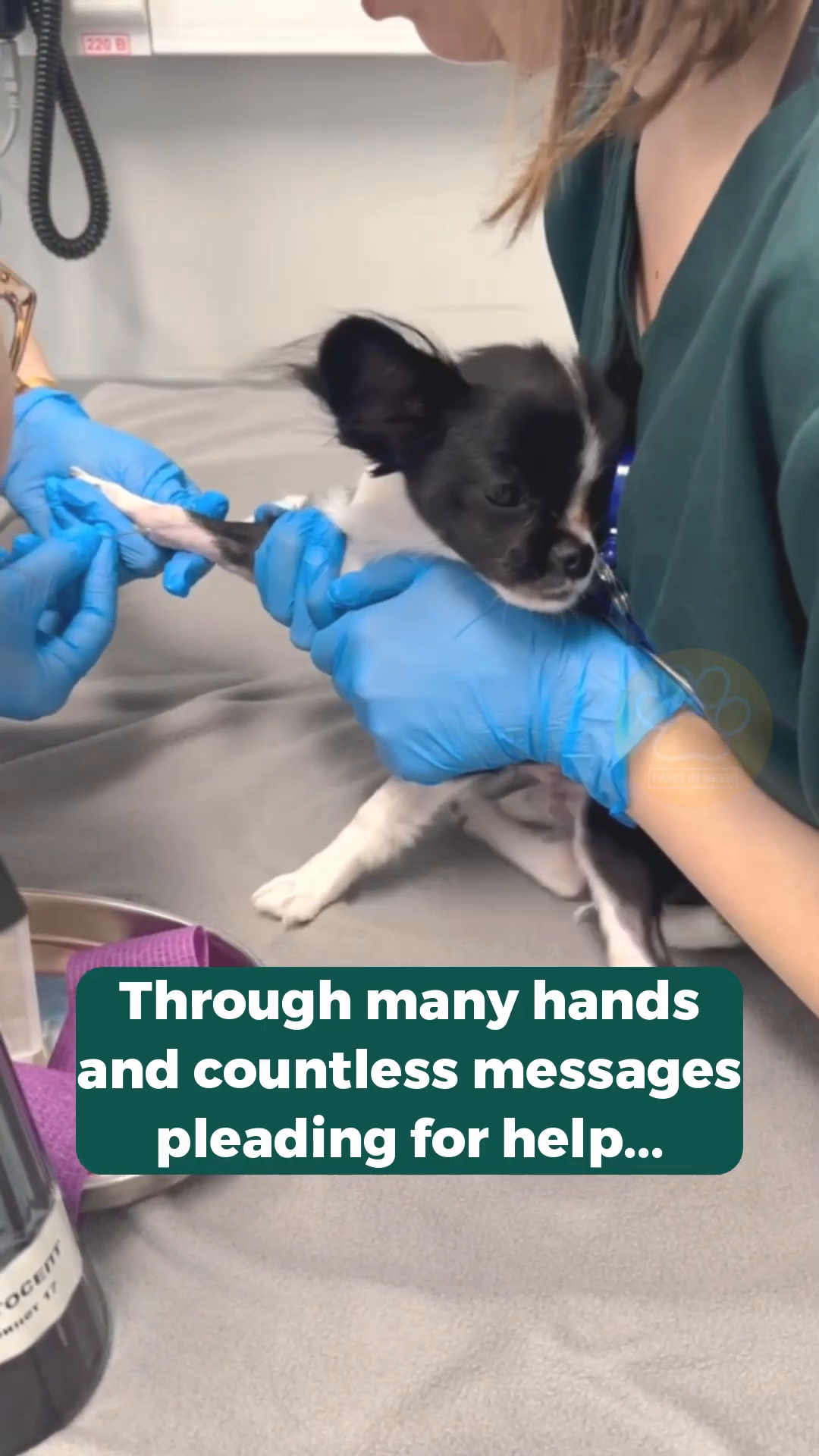 A veterinarian gently holds a small black and white puppy, examining its leg.