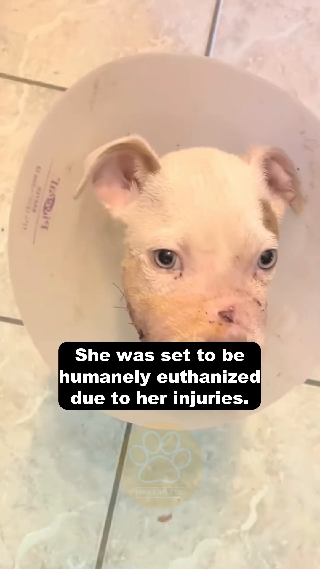 A close-up of a puppy's face, showing a broken jaw and wounds.