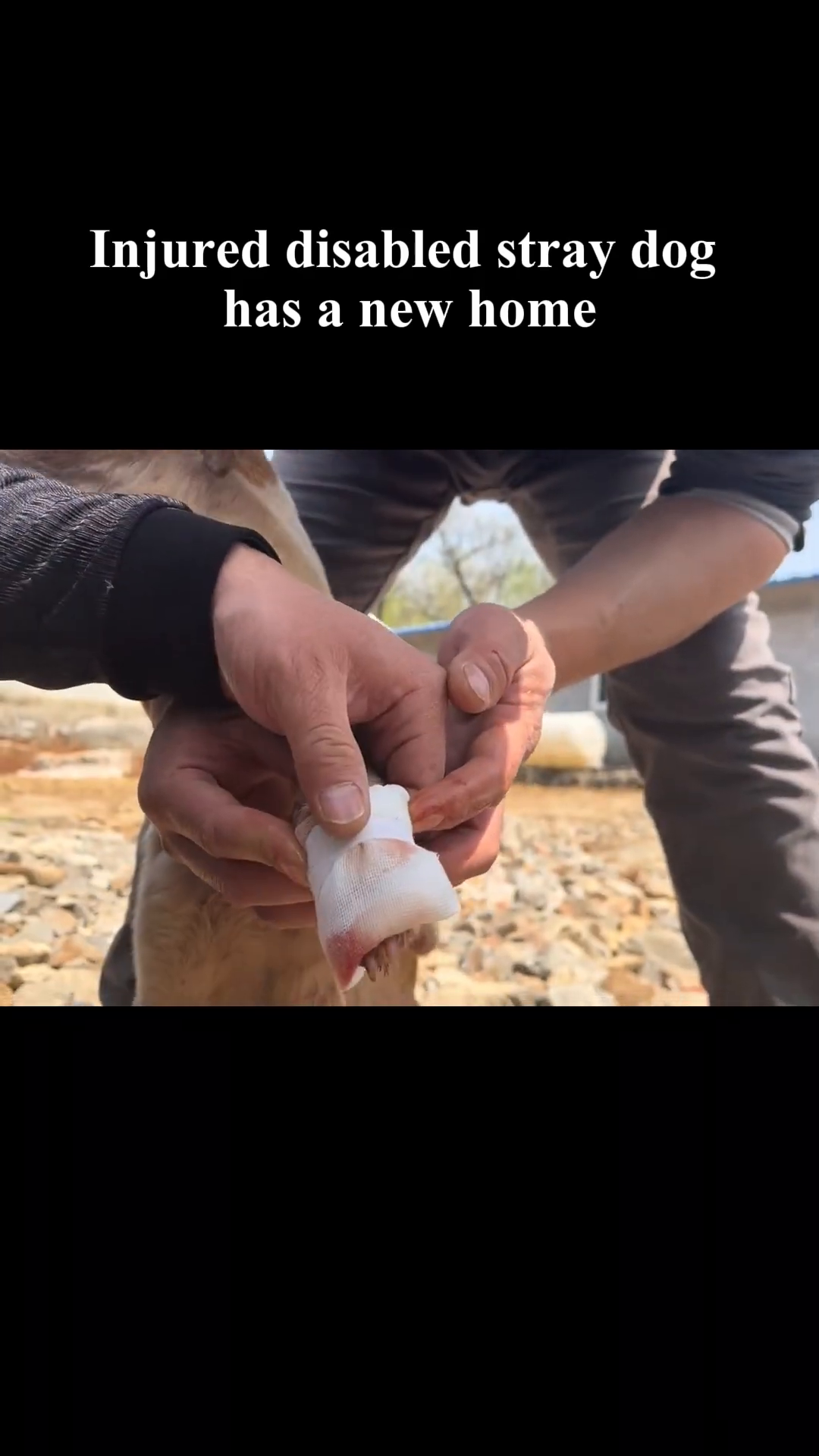 Hands gently bandaging the injured leg of the stray dog.