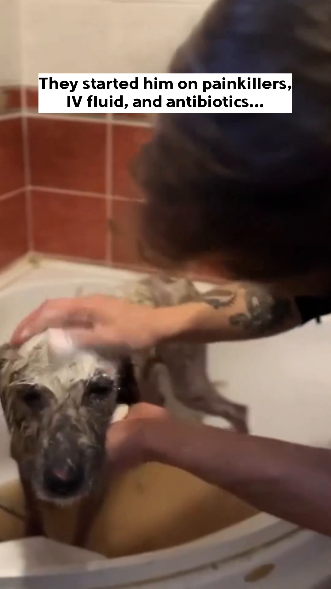 A person gently washing a sick dog in a bathtub with medicated shampoo.