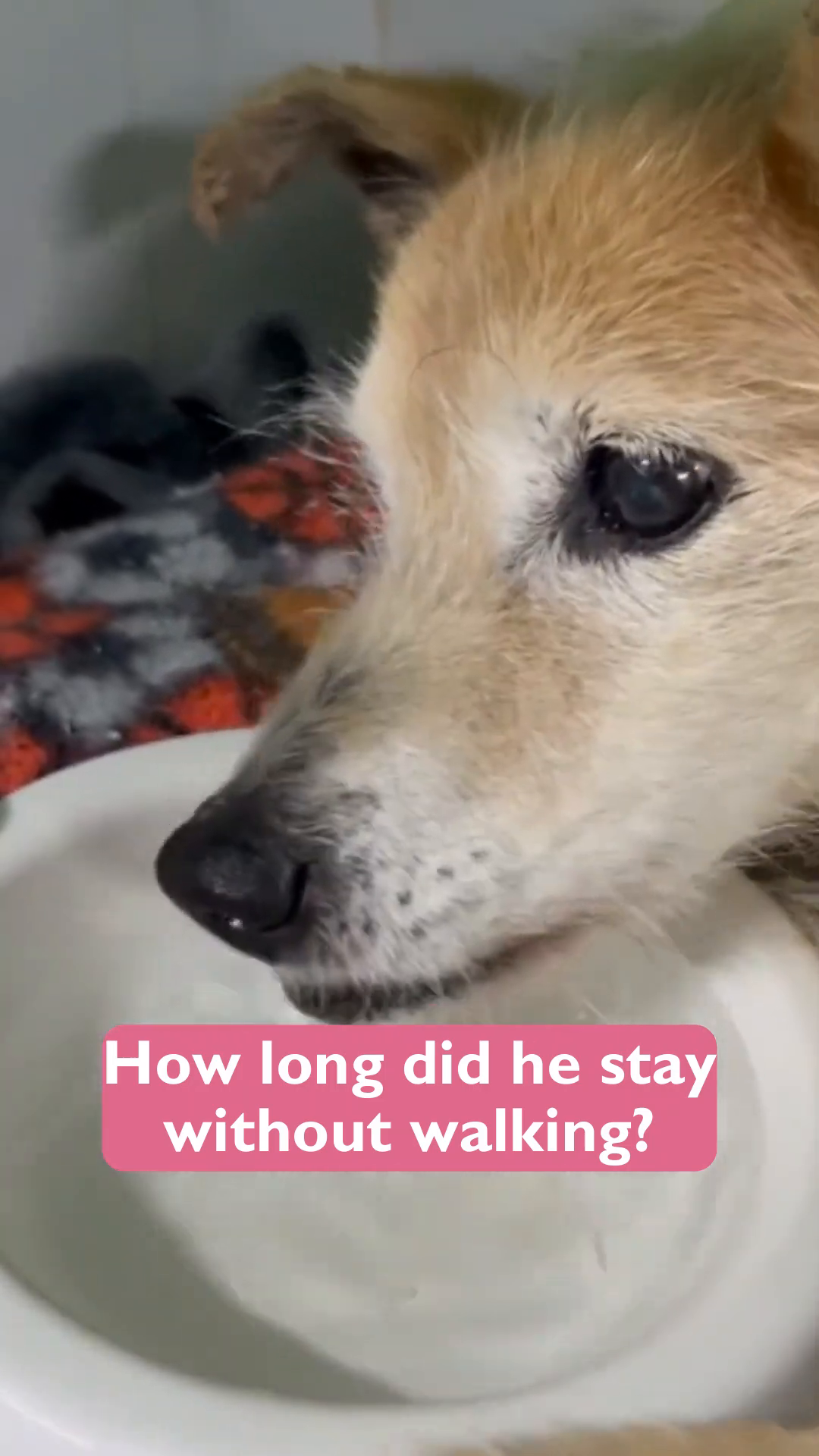 Willow is shown drinking water from a bowl, a simple act of recovery.