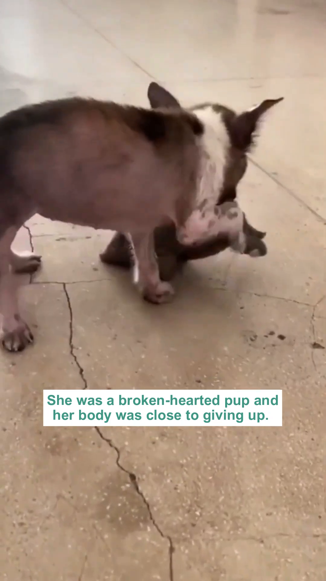 The puppy, looking very thin and frail, is being held, with text overlay describing her critical state.