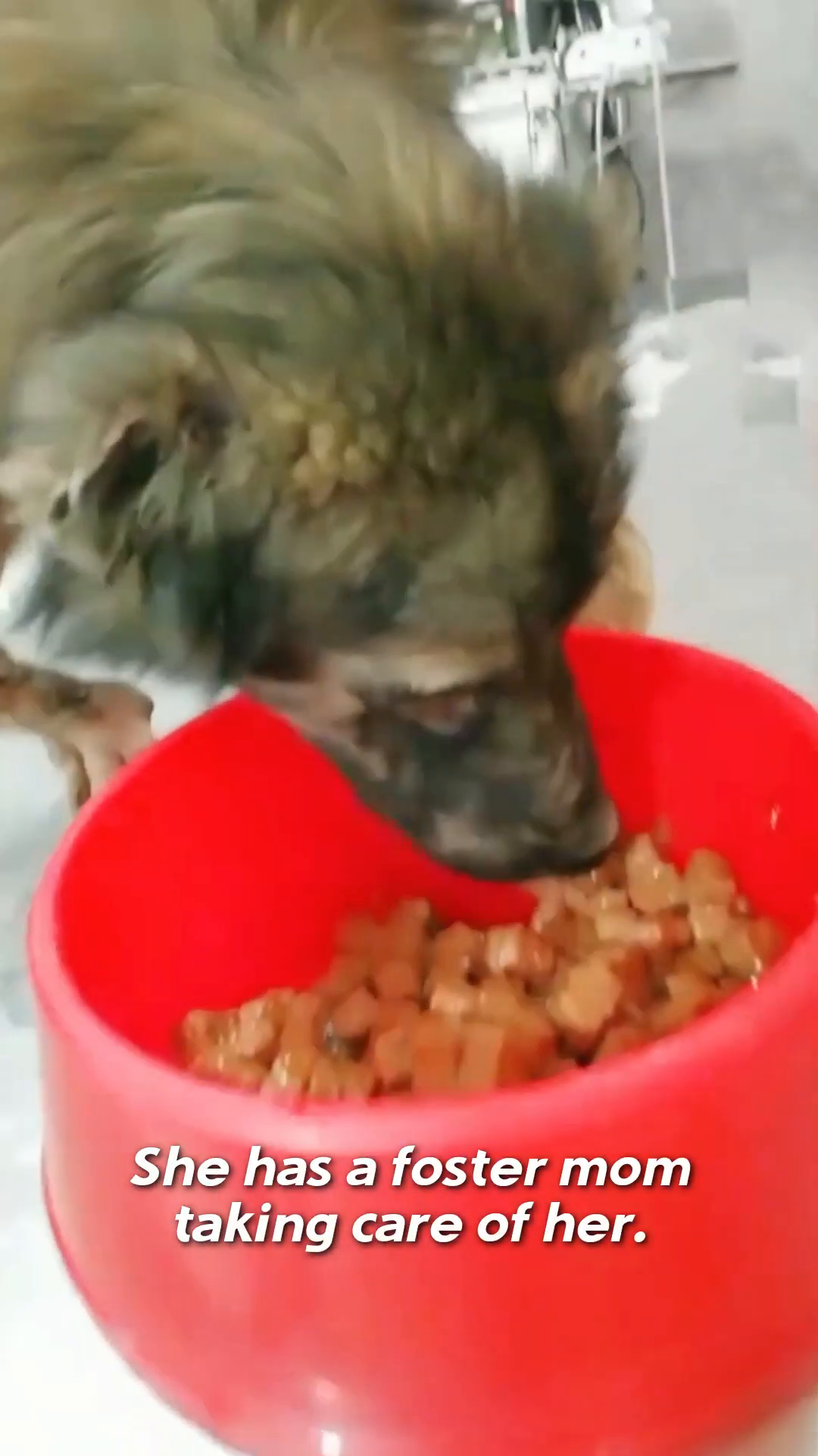 Barran eagerly eating from a red food bowl, her body still thin but showing more life.