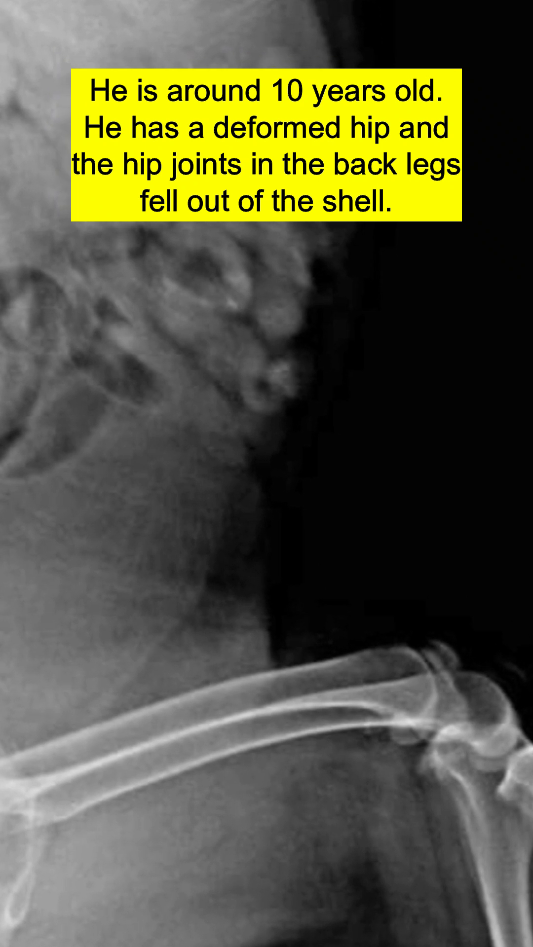 An X-ray showing the skeletal structure of the dog's hip and spine.