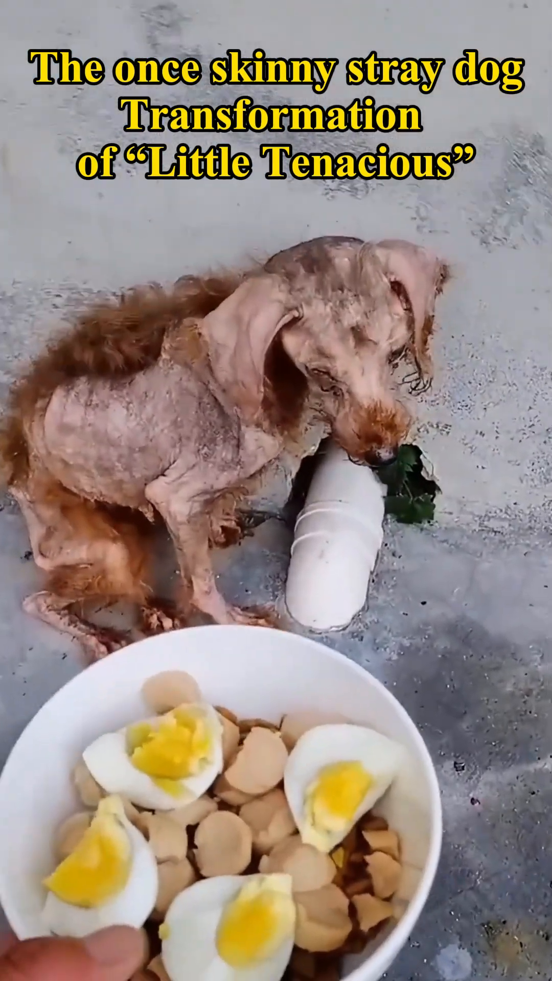 The rescued dog cautiously eating from a bowl filled with food.