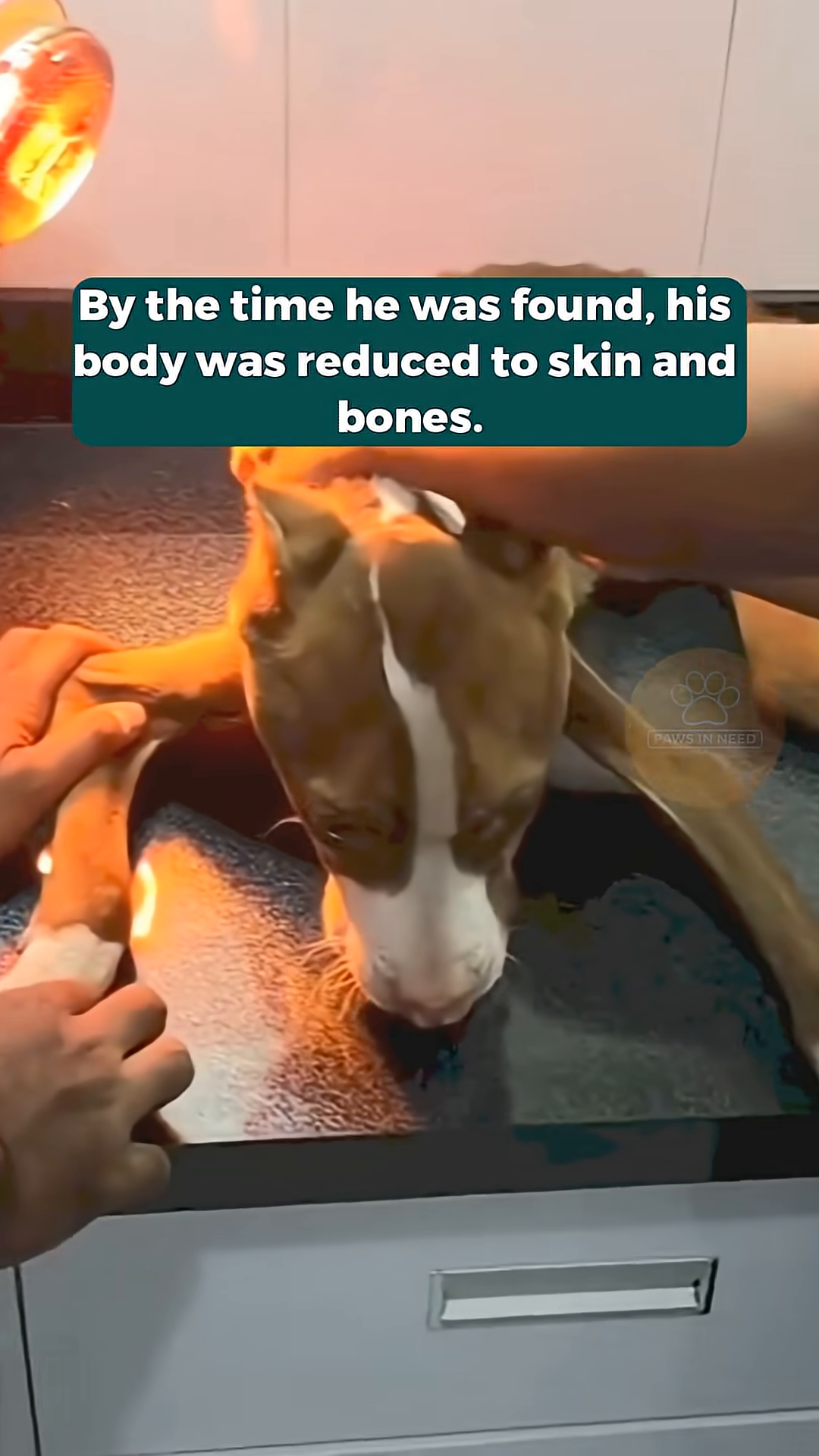A veterinary professional gently examines the dog's paw, where an IV line is attached.