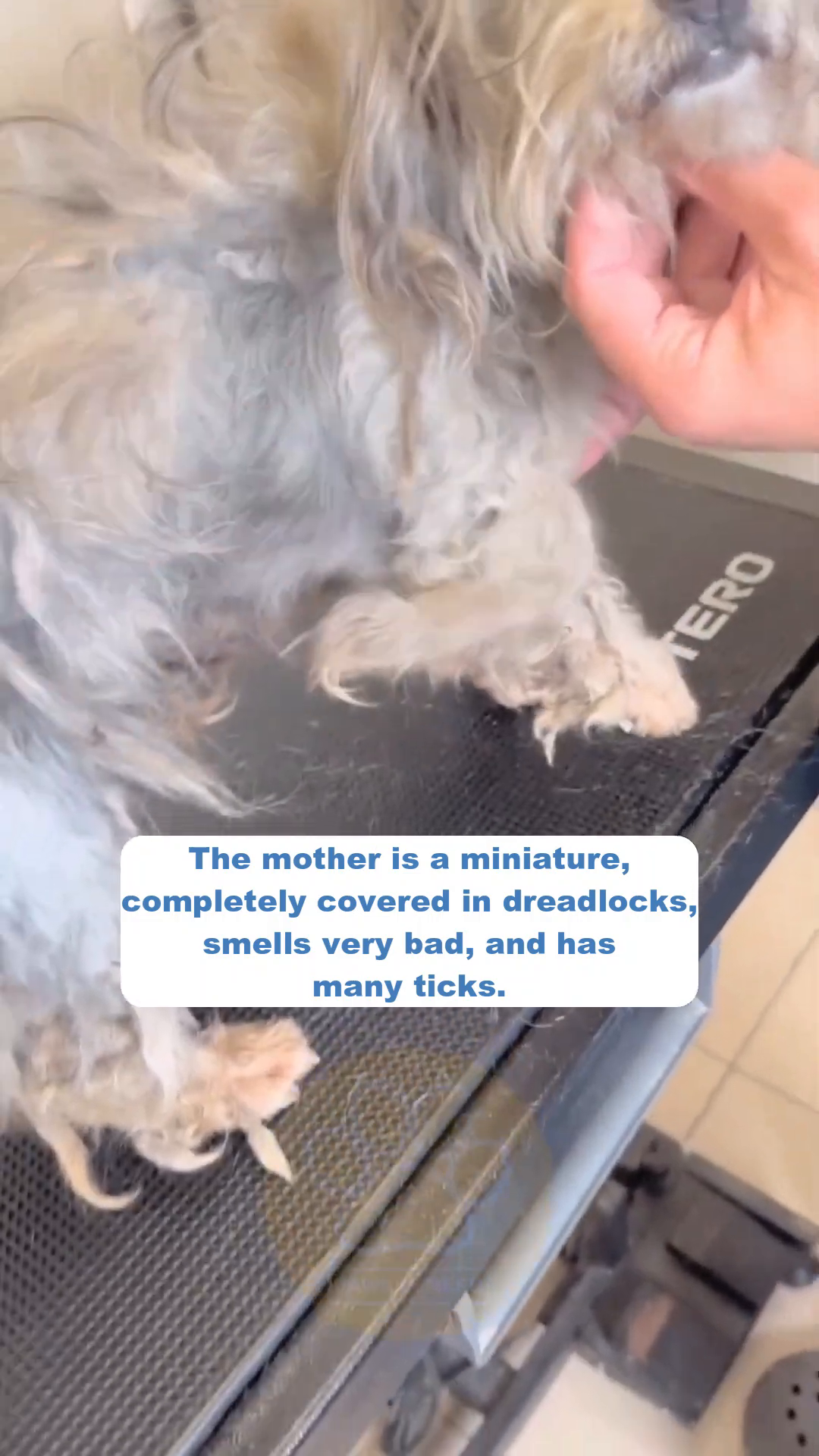 A person is gently touching a small, scared puppy covered in ticks.