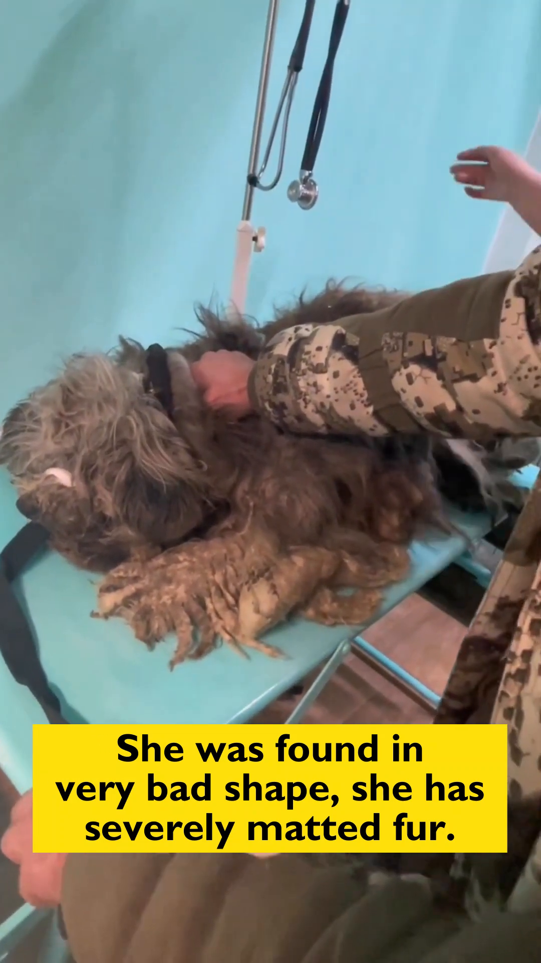 A person gently examines Roxy, showing care amidst her matted fur.