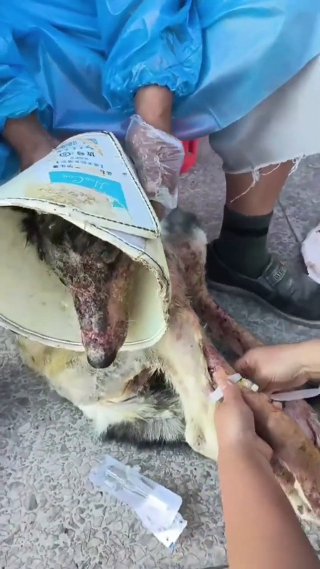 A person administering medical treatment to the dog.