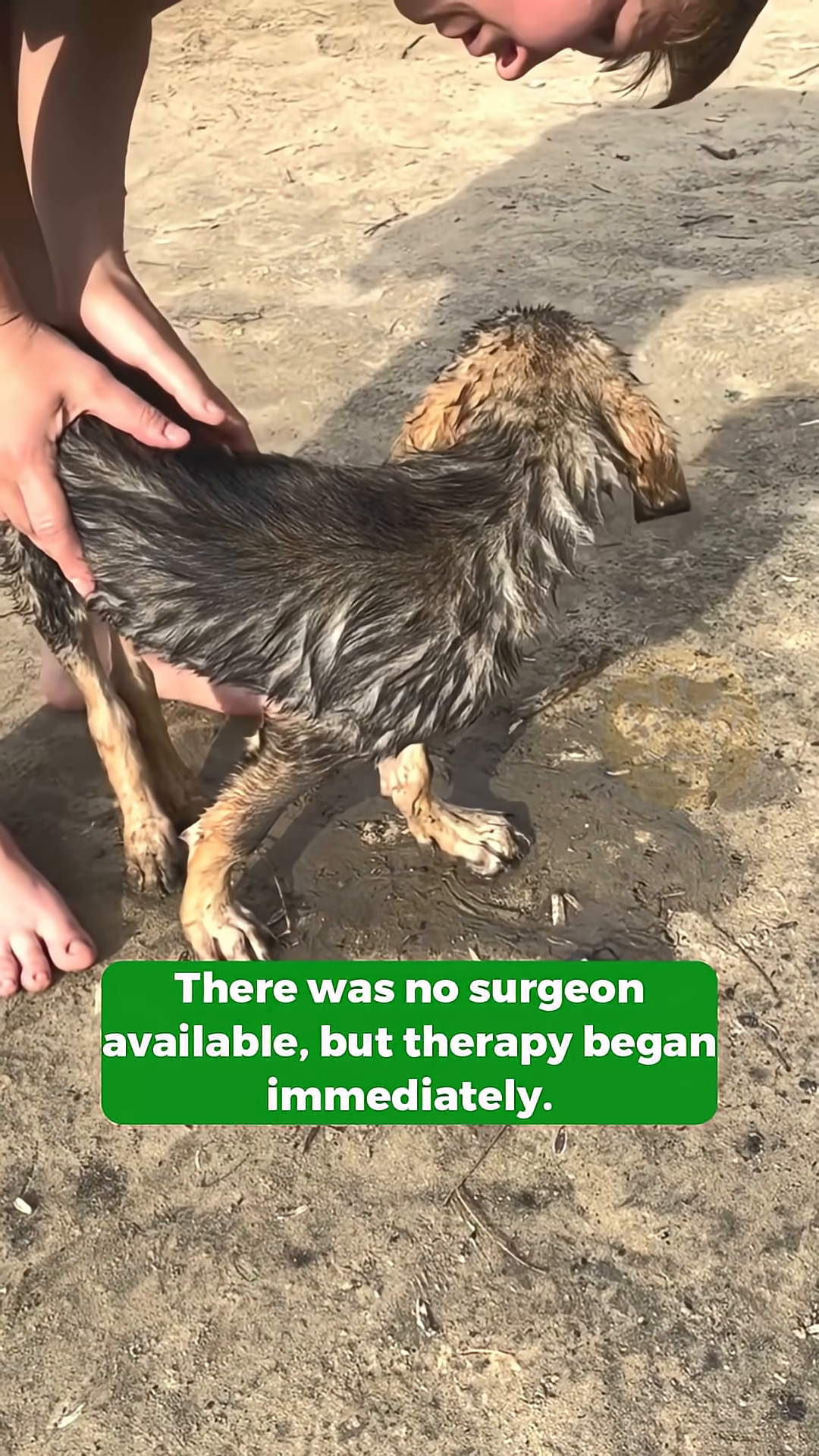 A person gently massaging the puppy's legs, showing tender care.