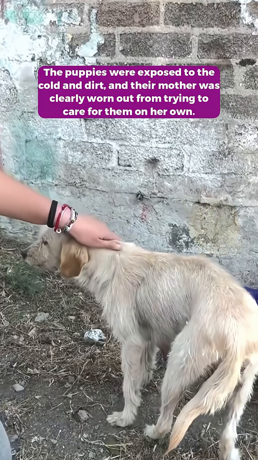 A person reaching out to the mother dog, showing the moment of intervention.