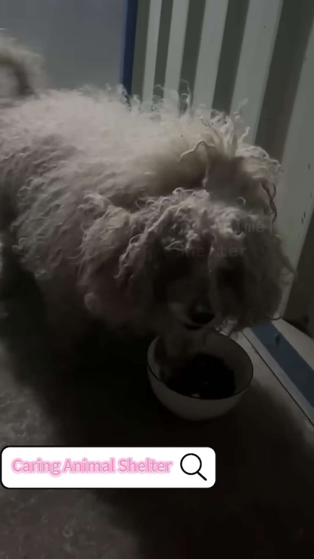 A person is grooming the white dog, removing its matted fur.