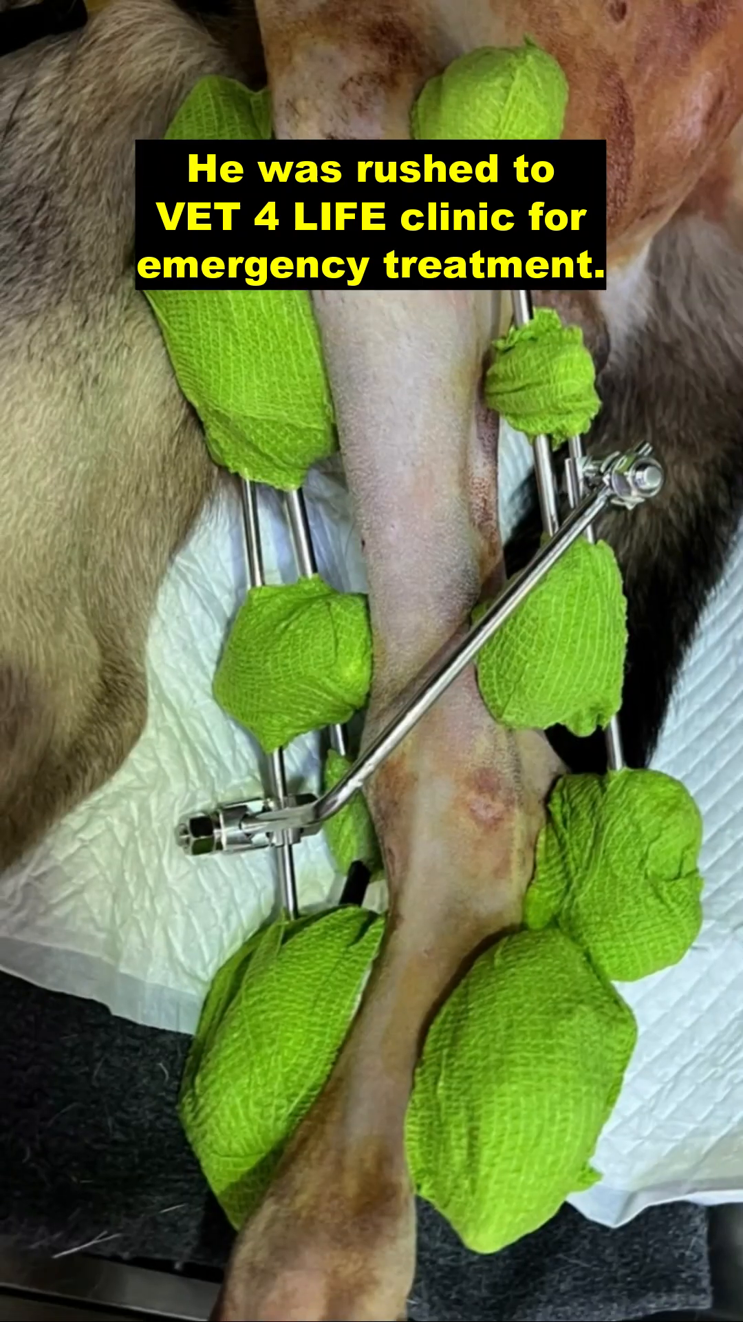 Close-up of Spike's leg with external fixation devices and bandages.