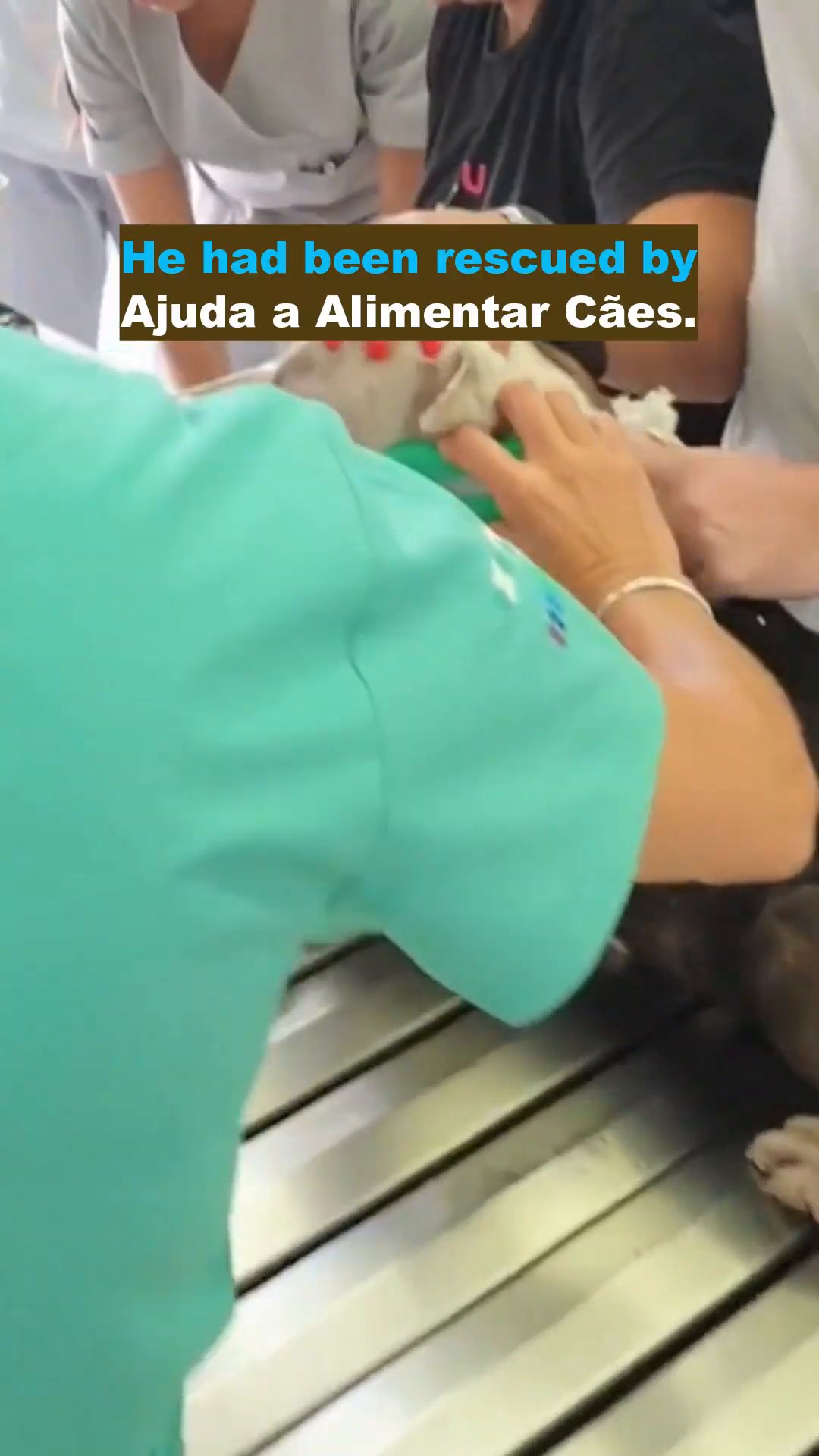 Mar is being cared for by rescuers, showing the beginning of his recovery process.