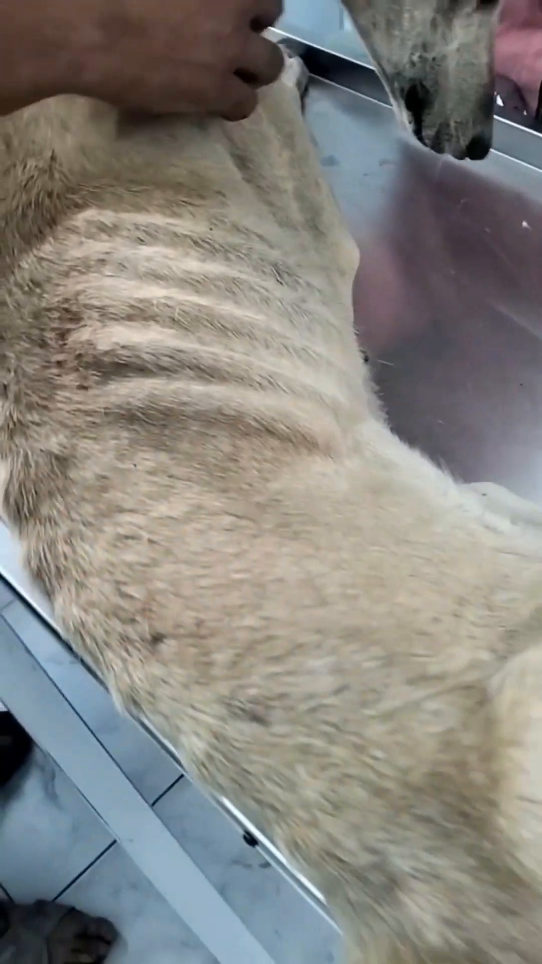 A veterinarian examines the severely emaciated and dehydrated dog.