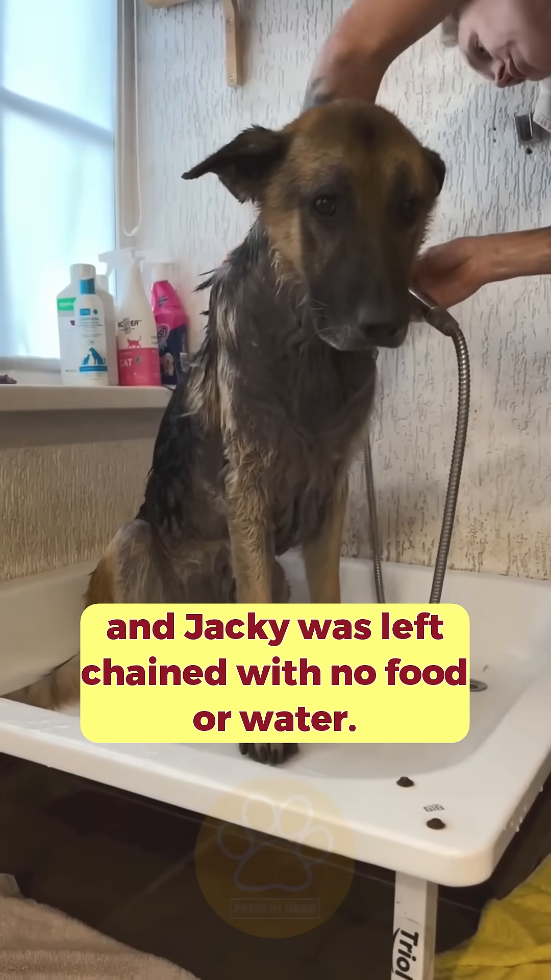 Jacky being rescued and taken to the vet.