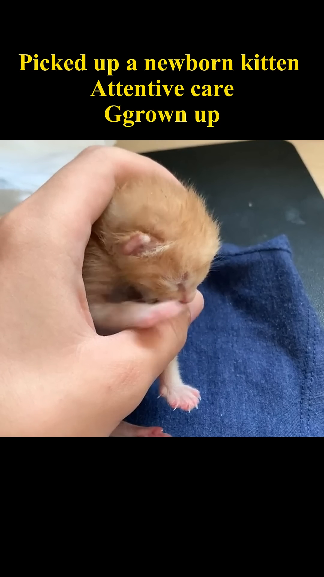 A close-up of a newborn kitten being fed milk from a small bottle.