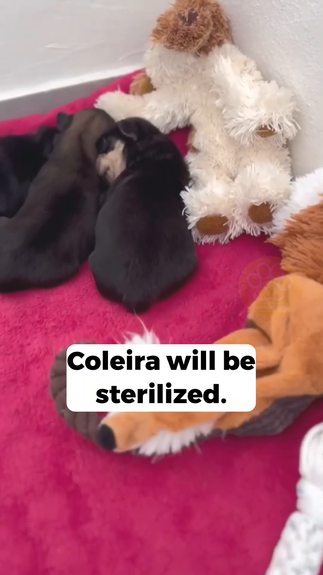 A close-up shot of five tiny puppies, some black and tan, others lighter brown, sleeping on a soft blue blanket.