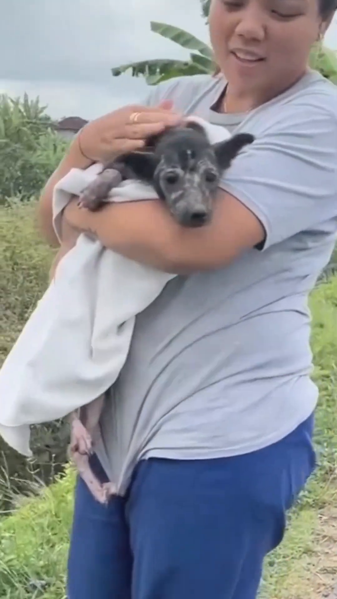 A close-up of the dog being offered food, looking scared and hesitant.