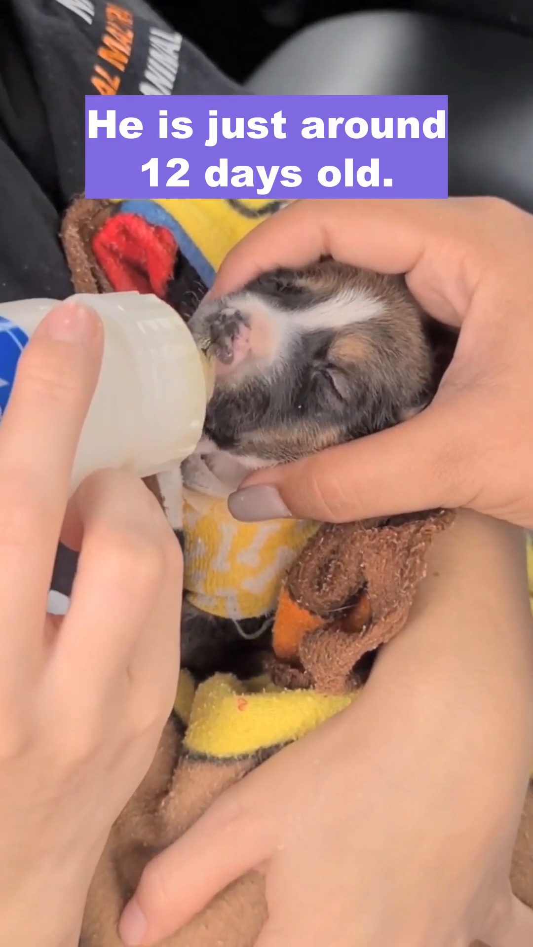 Hands gently holding a tiny puppy wrapped in a blanket, feeding it from a bottle.
