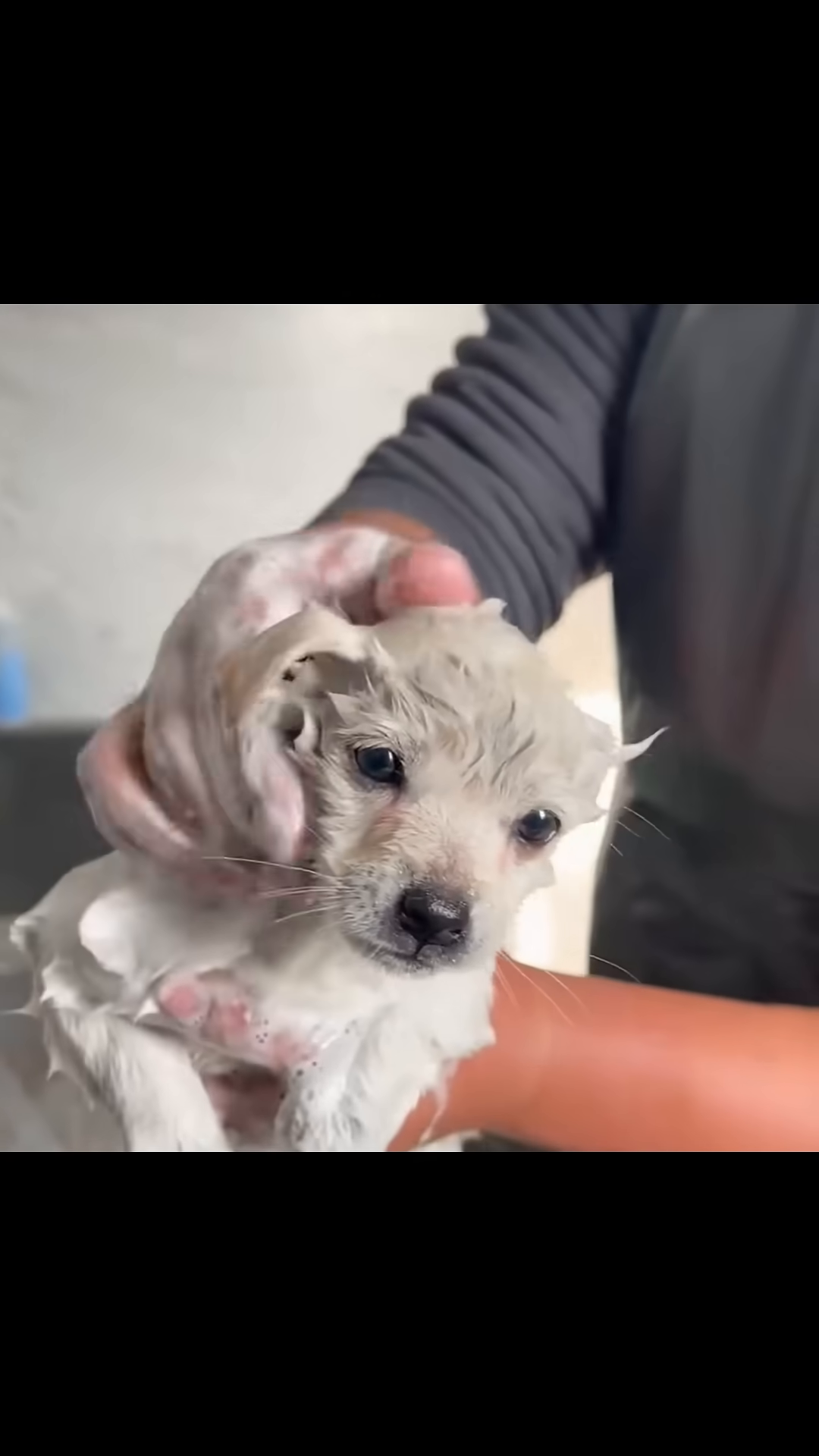 A person washes a small, wet puppy in a sink, lathering its fur with soap.