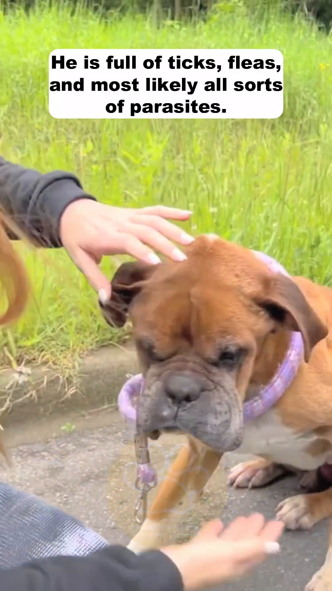 A boxer dog lies with its eyes closed, its head resting on the ground, looking extremely weak.