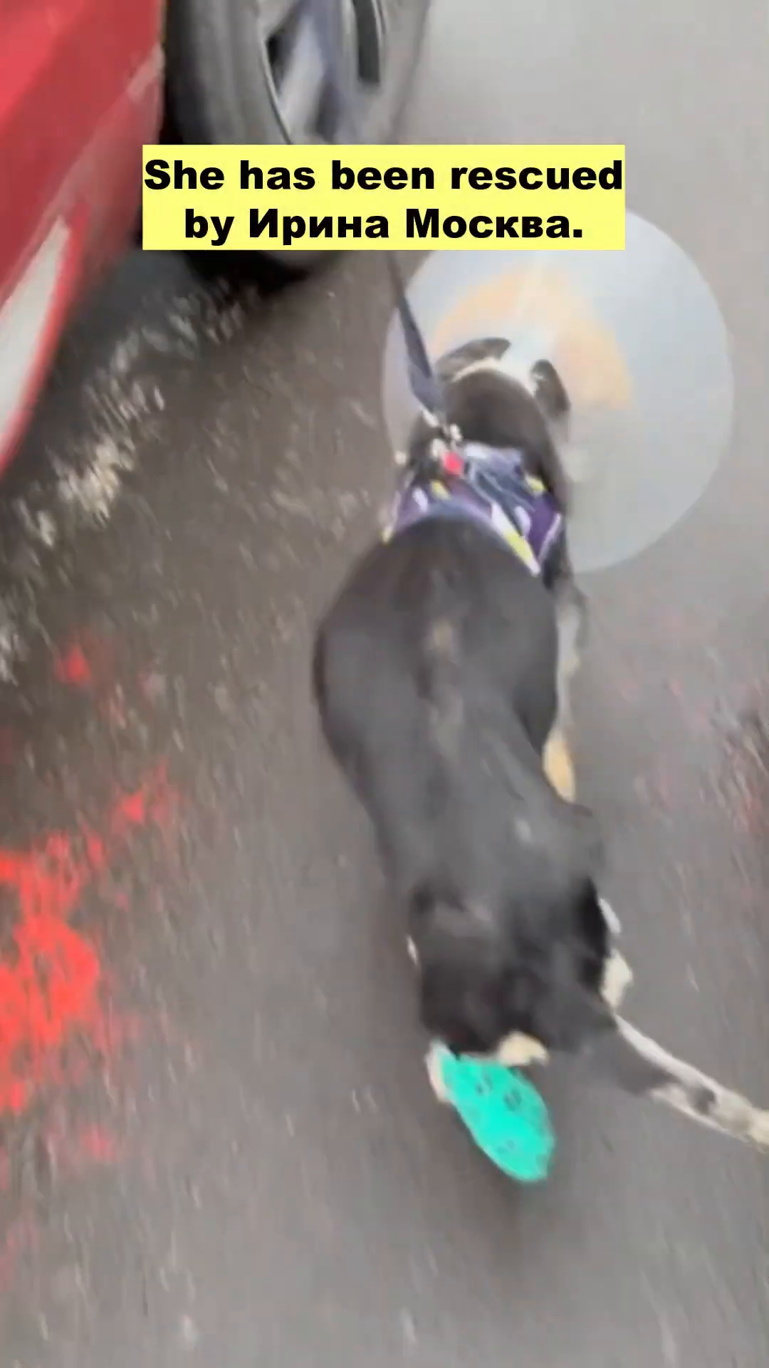 A person in blue gloves gently examining a dog with a cone around its neck.