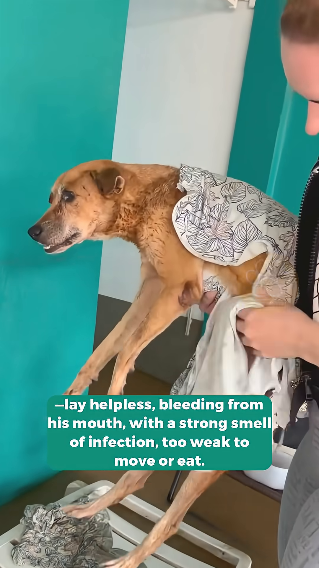 A woman gently lifting the dog, placing him on a raised surface.