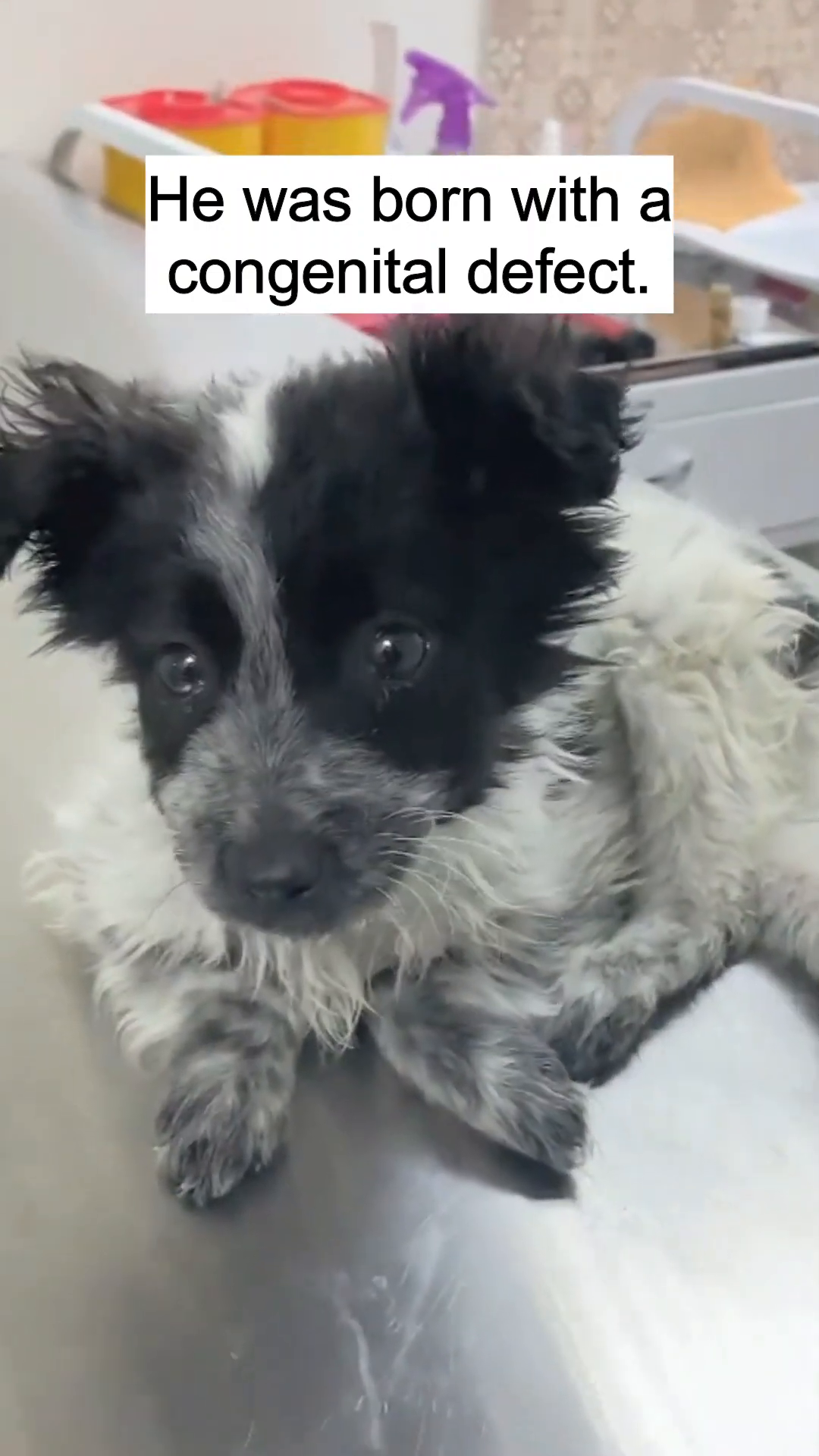A close-up of the puppy's face, showing its large, expressive eyes and the texture of its fur.