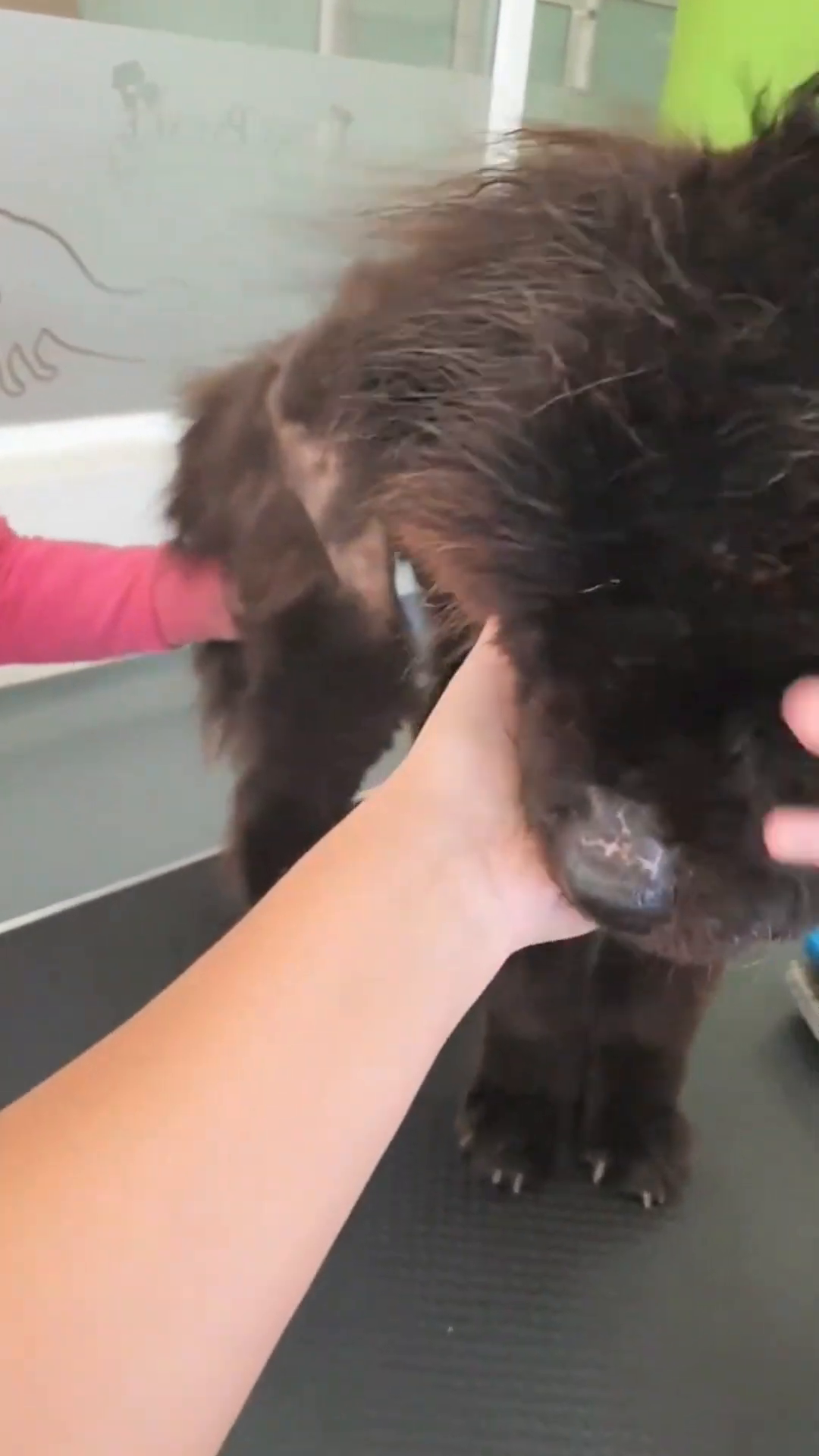 A person gently grooming Florence, who is partially shaved, revealing her thin body.
