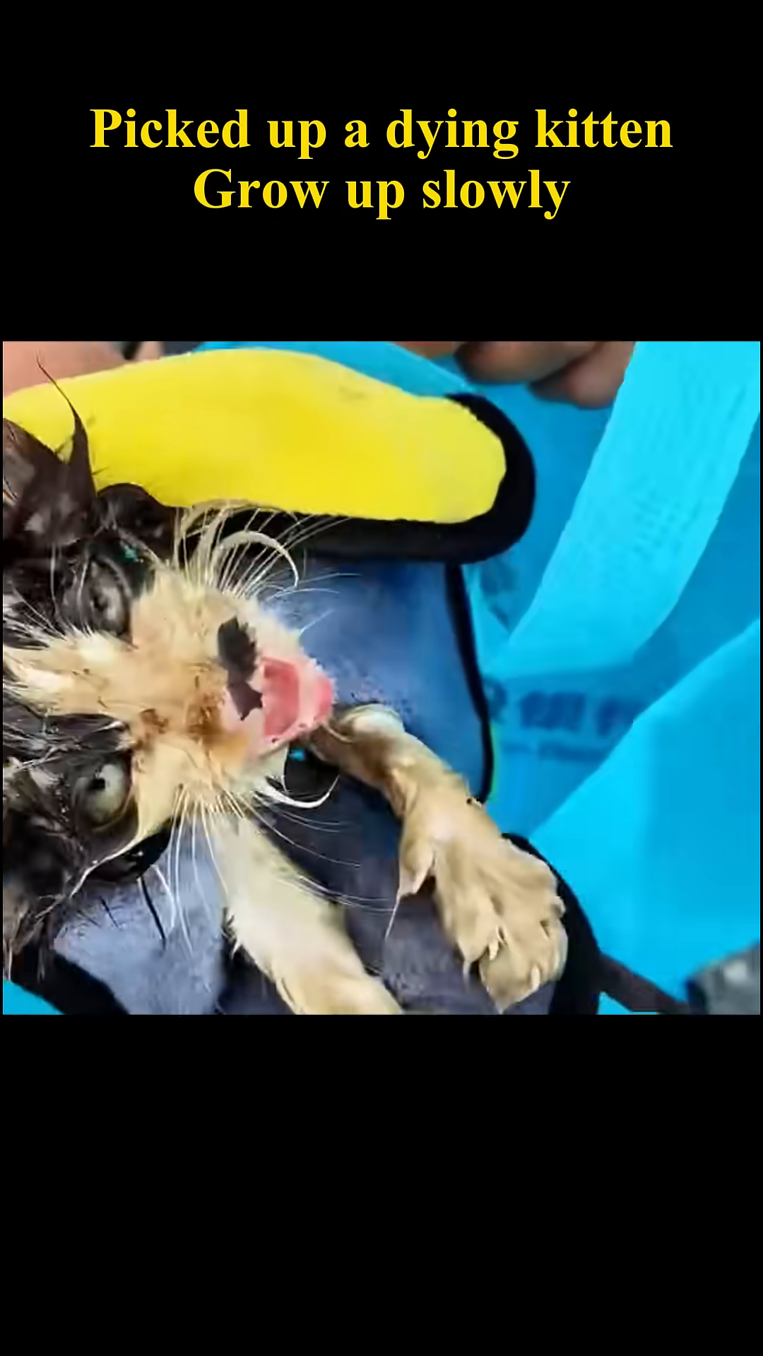 A kitten being gently washed in a shower, its fur wet and matted.