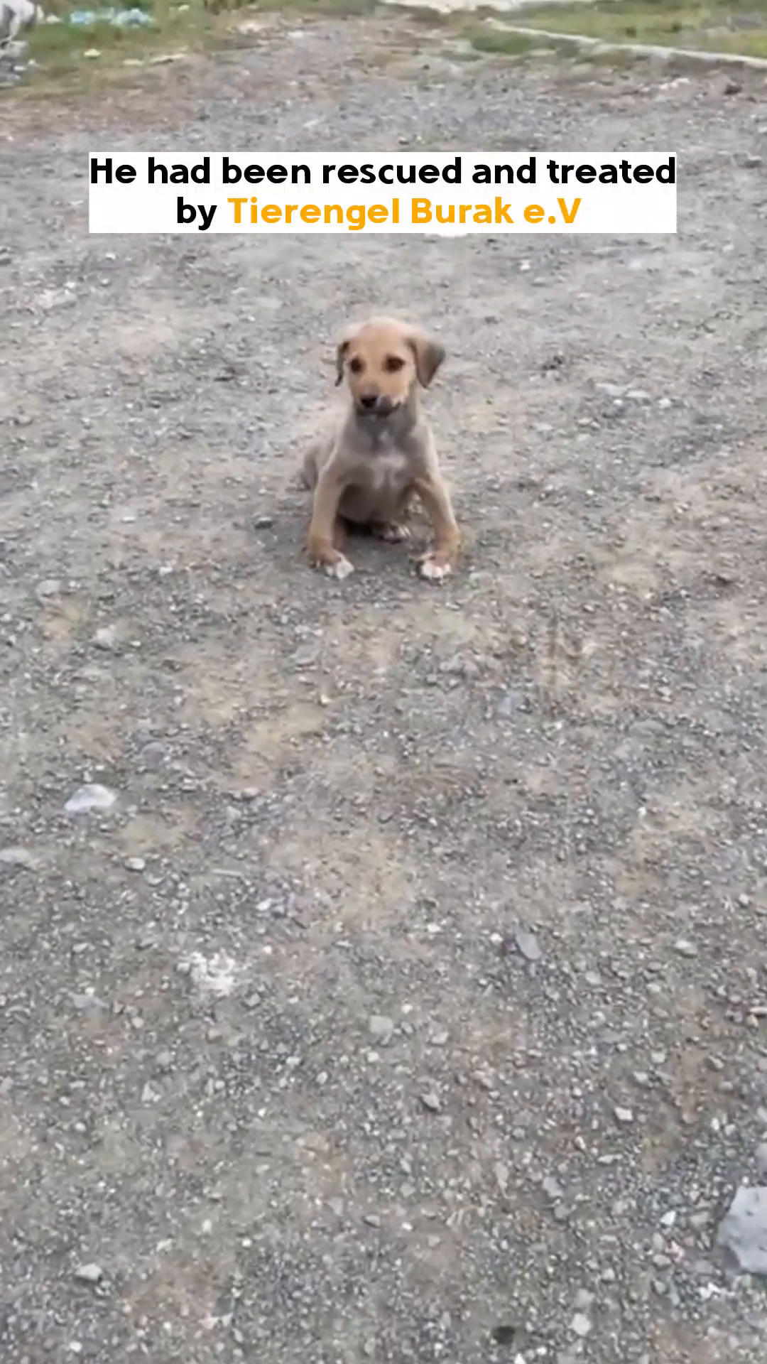 A puppy is being gently petted by a hand, its head lowered as if accepting comfort.