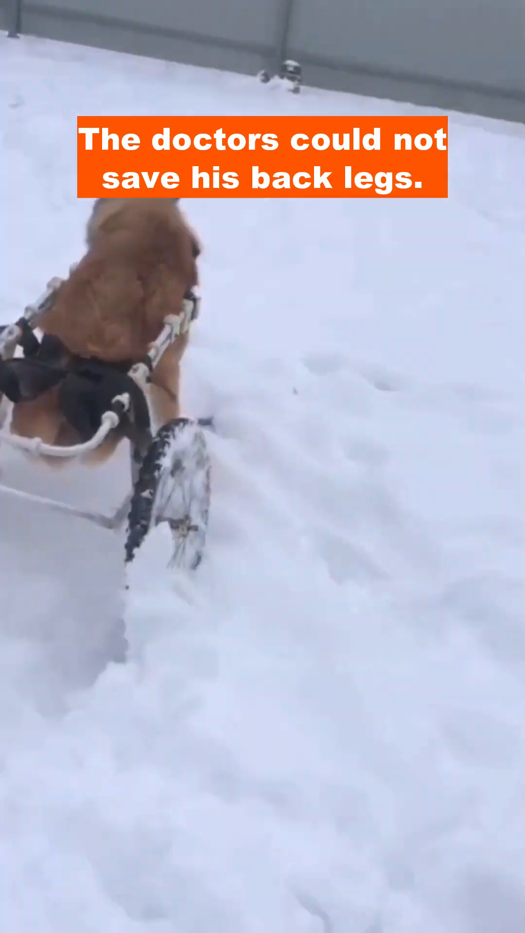 A light brown dog is sitting in the snow, its hind legs are bandaged and appear to be missing, but it looks alert.