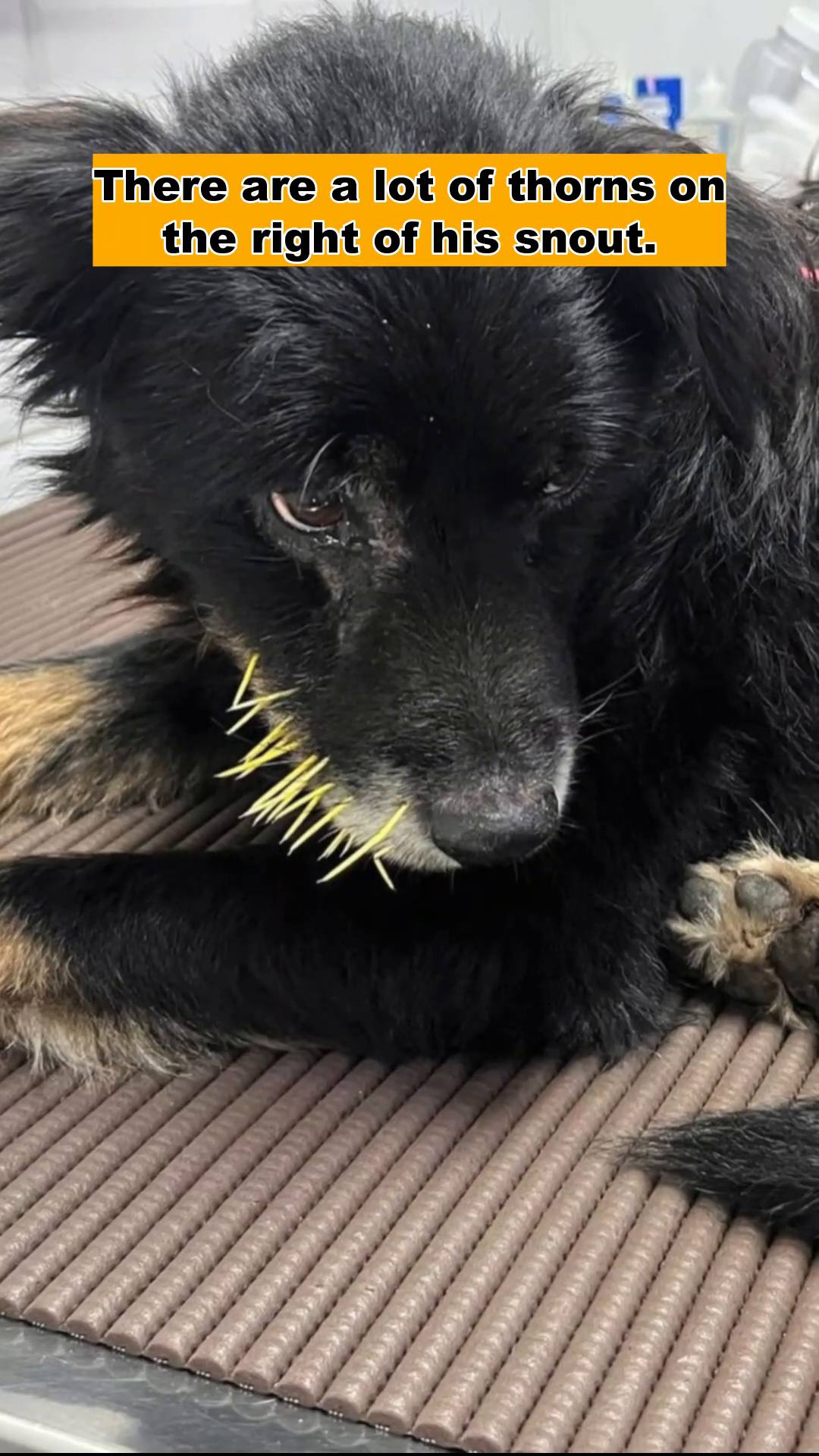 A veterinarian, wearing gloves, uses scissors and forceps to remove thorns from a sedated dog's snout.